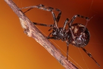La Malmignatte des maisons. Une femelle (Araneae - Theridiidae - Steatoda triangulosa)